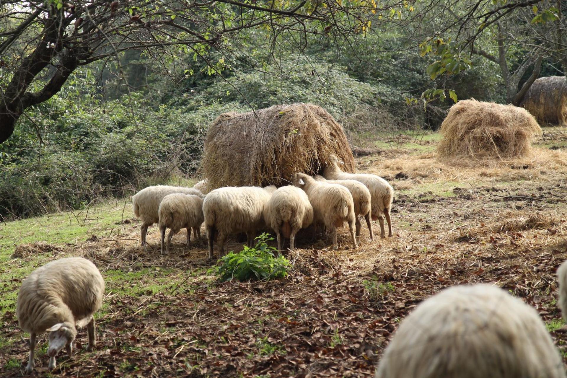 Podere Porcino Civitella dʼAgliano Buitenkant foto